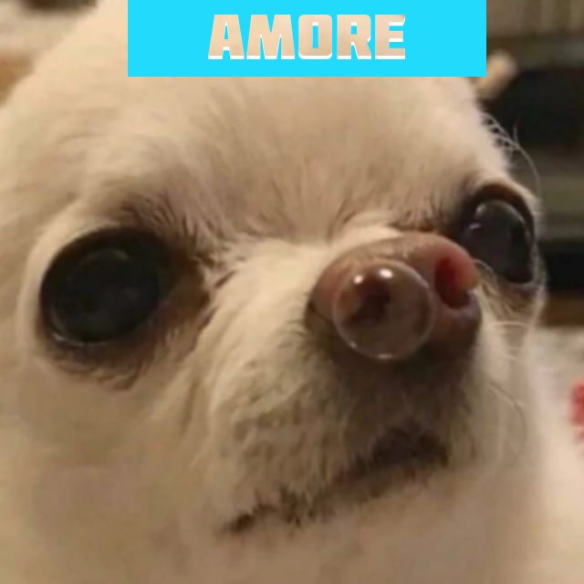 amoreal_hum in telegram